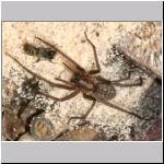 Tegenaria atrica - Grosse Winkelspinne 03 mit Osmia bicornis - Mauerbienenmaennchen.jpg